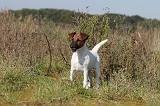 FOX TERRIER POIL LISSE 112